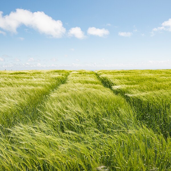 Field of tall grass