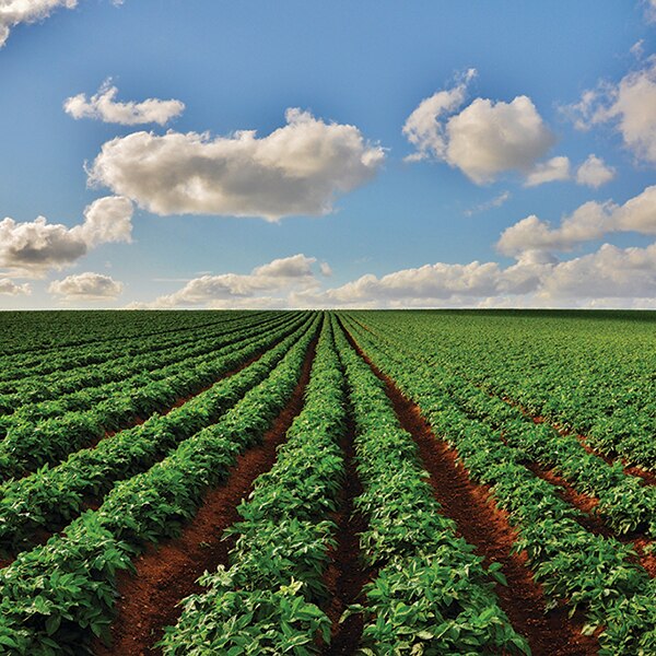 Potato field outside St Anns Chapel.